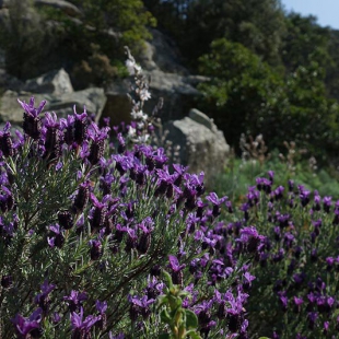 Lavandula stoechas